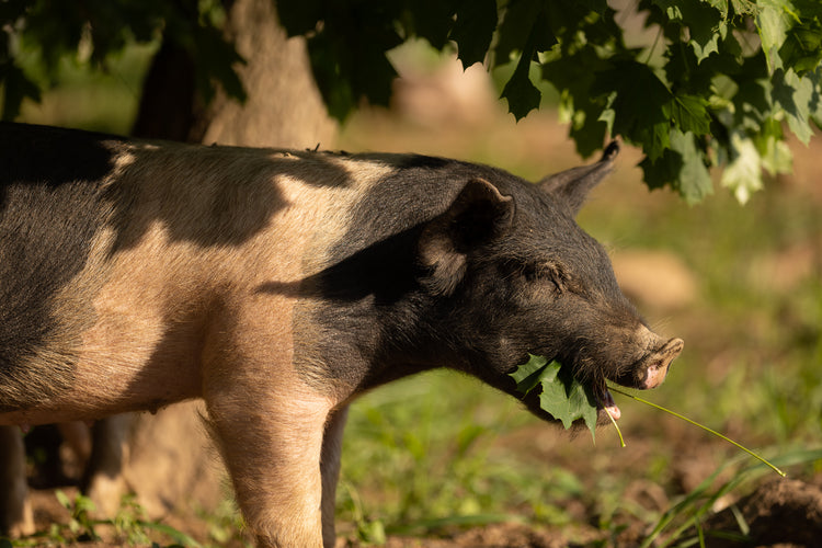 Pork