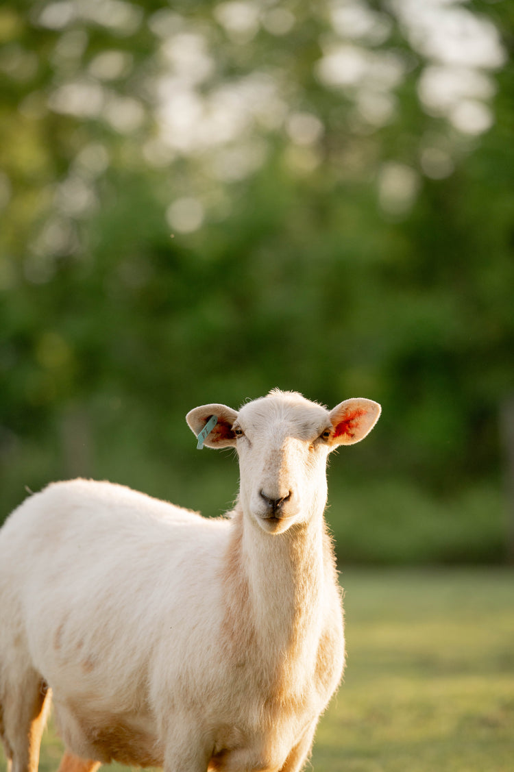 Lamb