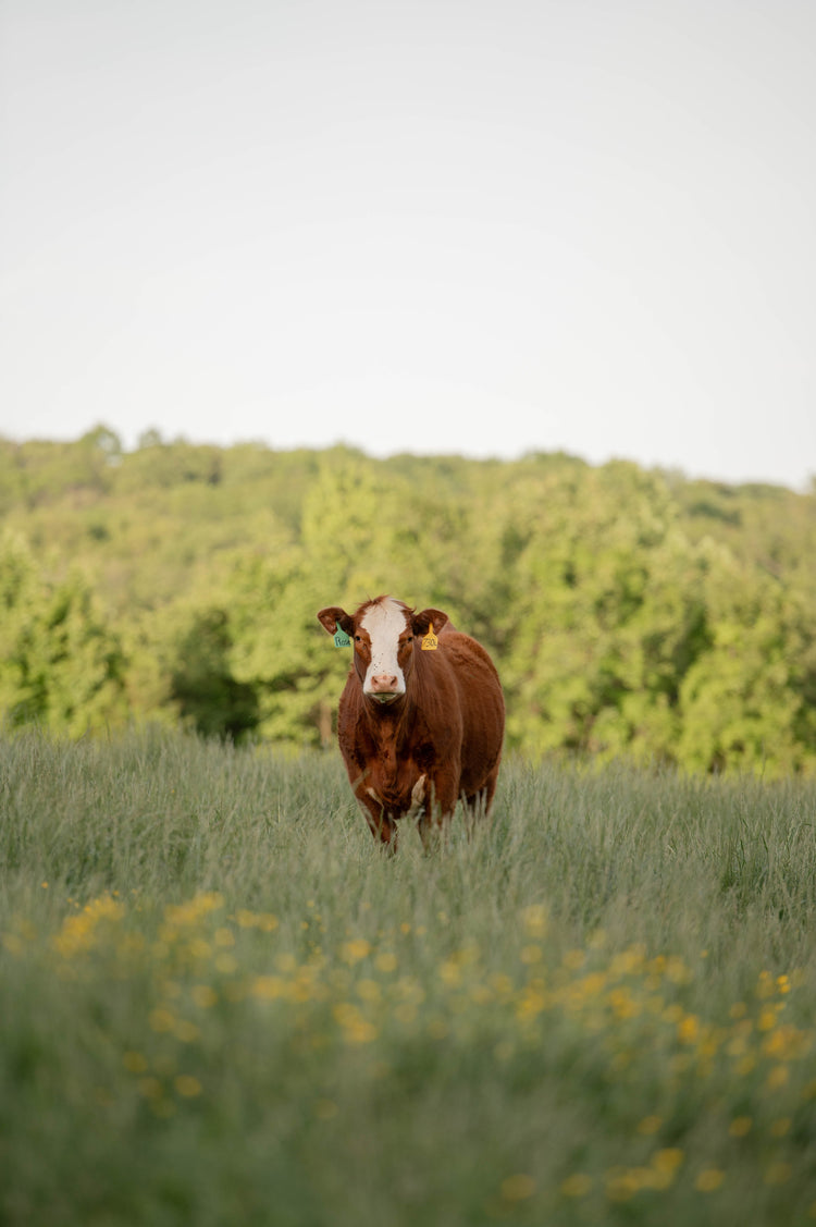 Beef